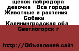 щенок лабродора девочка - Все города Животные и растения » Собаки   . Калининградская обл.,Светлогорск г.